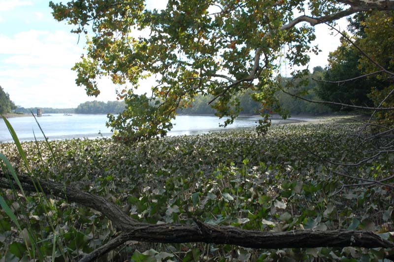 Riverbank Freshwater Tidal Marsh, Biles Island